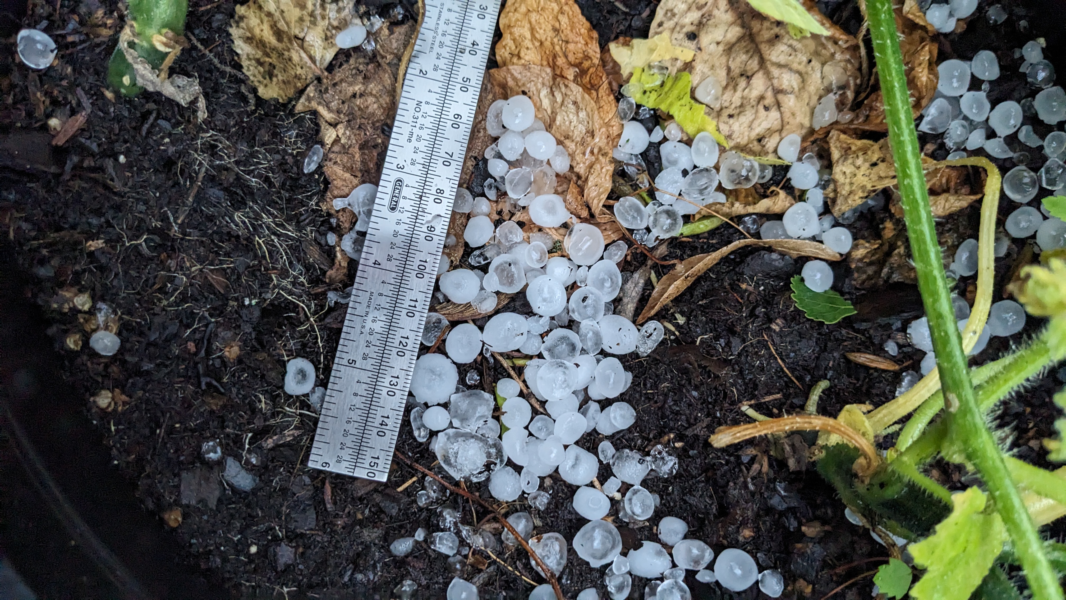 Numerous hail stones on the ground with a ruler next to them for size reference.